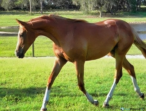 store/pages/2340/wearing_wings_bf_shakira dream horse ad.jpg